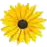 blume aufzaehlung